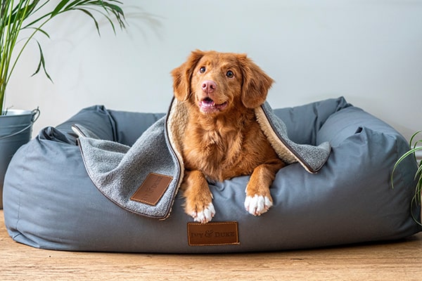 Pet Care